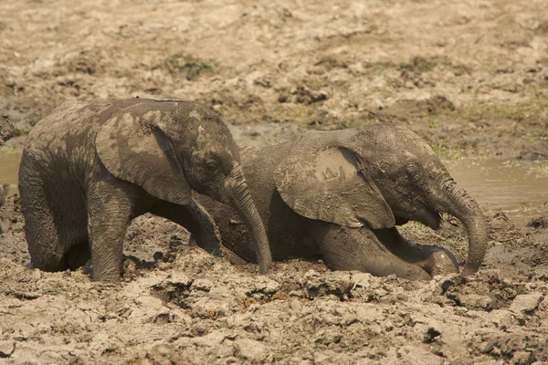 Baby elephants having mud bath — Stock Photo, Image