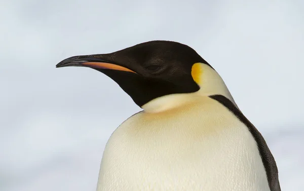 Pinguim-imperador na pista de gelo — Fotografia de Stock