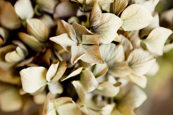 Close Shot Dried Flower Petals — Stock Photo, Image