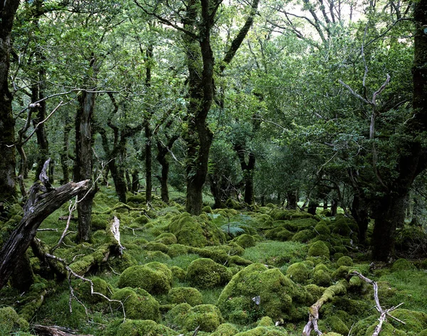 Moss zahrnuty duby — Stock fotografie