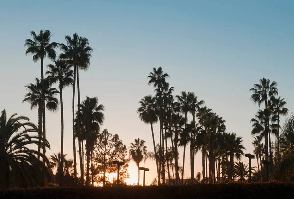 Palmbomen bij zonsondergang — Stockfoto