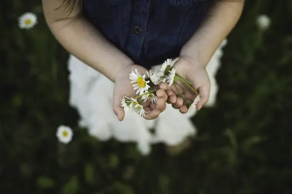 Bovenaanzicht Van Handen Van Het Meisje Houden Madeliefje Bloemen — Stockfoto