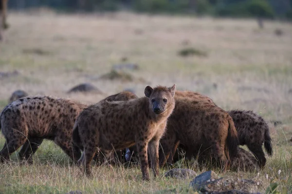 Strakaté hyeny v Masai Mara — Stock fotografie