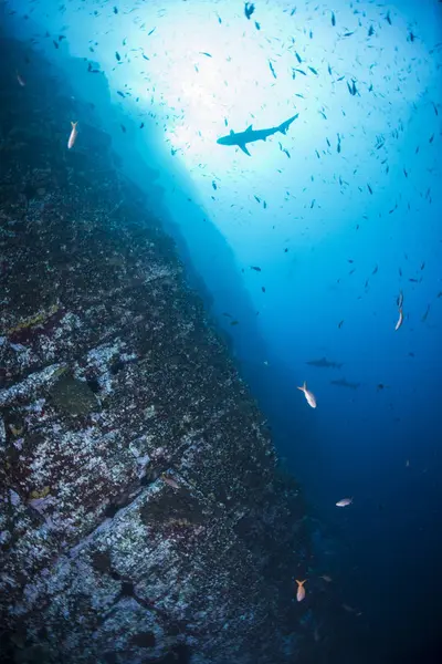 Schooling Fish Swimming Blue Water — Stock Photo, Image