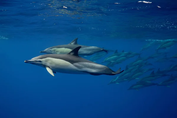 Atlanti Palackorrú Delfinek Úszás Víz Alatt — Stock Fotó