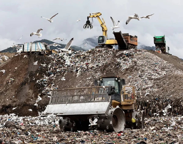 Vögel Kreisen Müllabfuhrzentrum — Stockfoto