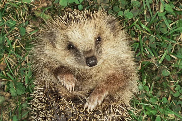 Vergrote Weergave Van Schattige Kleine Egel Groen Gras — Stockfoto