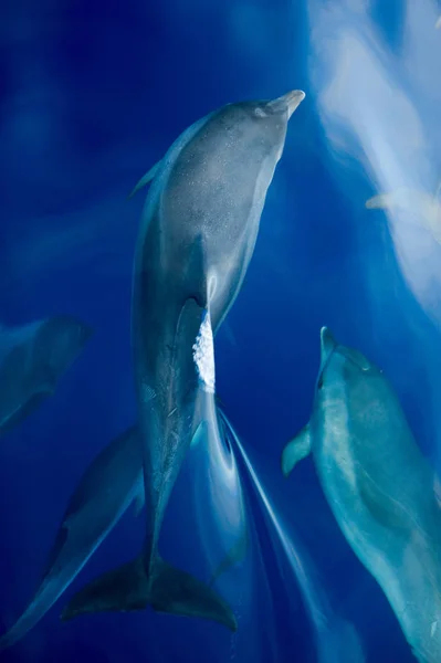 Dolphins swimming under water — Stock Photo, Image