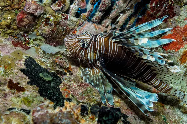 Lionfish in Unnatural Habitat — Stock Photo, Image