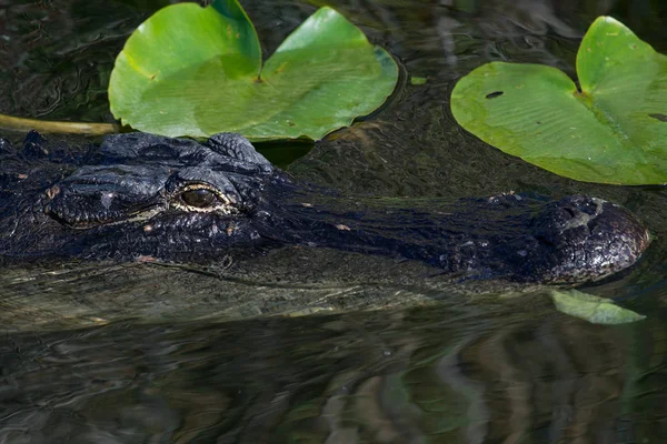 Alligator Mississippiensis Parque Nacional Everglades — Fotografia de Stock