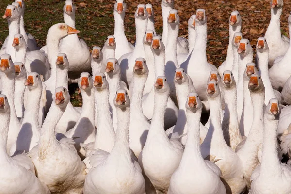 Gaggle Oies Blanches Ferme Campagne — Photo