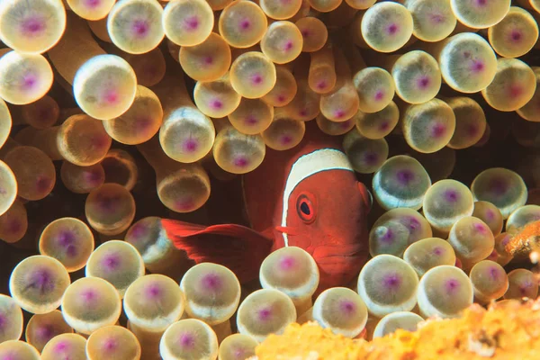 Tomat clownfisk med anemone — Stockfoto