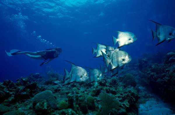 Scuba Diver Schooling Fish — Stock Photo, Image
