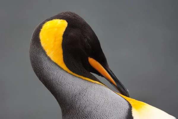 Close King Penguin Ilha Macquarie Oceano Antártico — Fotografia de Stock