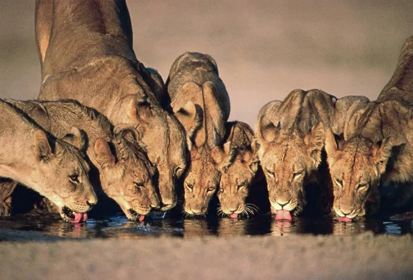 Lionesses Group Drinking Water Hole — Stock Photo, Image