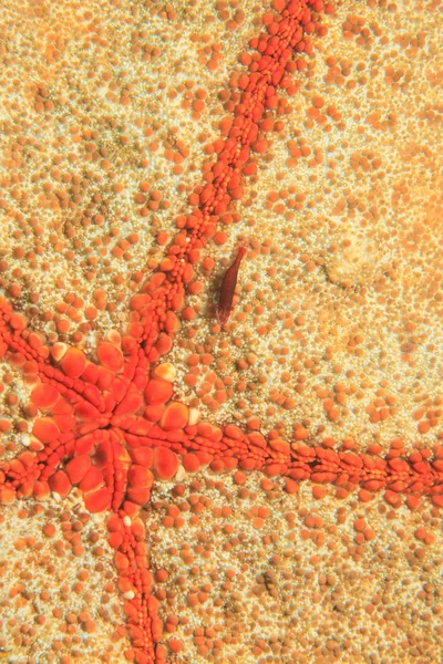 Shrimp on sea star — Stock Photo, Image