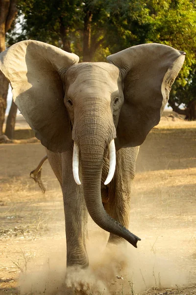 Slon africký kopání prach — Stock fotografie