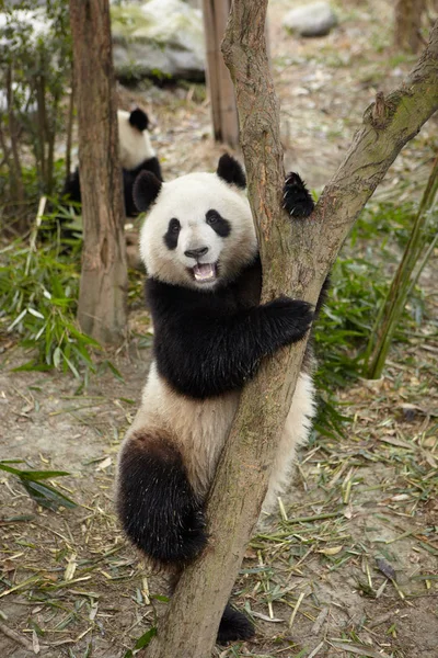 Panda Wielka wspinaczka drzewa — Zdjęcie stockowe