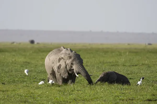 Éléphants Afrique Marchant Parc National Amboseli Kenya Afrique — Photo