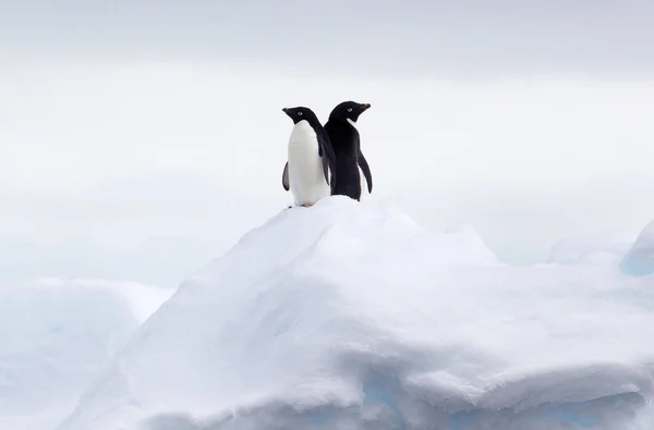 Adelie Pingwiny Stojący Powrót Krze Lodowej — Zdjęcie stockowe