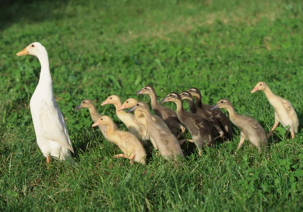 Pato Patitos Caminando Sobre Hierba Verde — Foto de Stock