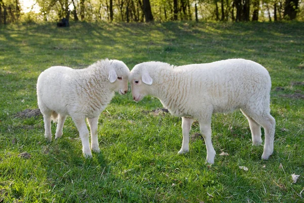 Zwei Lämmer Gegenüber Auf Der Grünen Wiese — Stockfoto