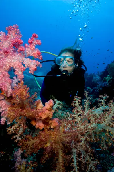 Potápěč Uprostřed Měkkých Korálů — Stock fotografie
