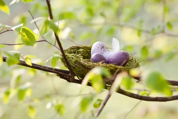 Oeufs Pourpres Mouchetés Dans Les Oiseaux Nichent Sur Arbre — Photo