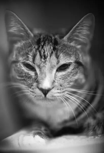 Πορτρέτο Της Υπνηλία Γάτα — Φωτογραφία Αρχείου