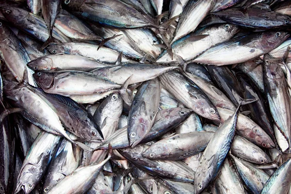Tuna on fishing boat — Stock Photo, Image