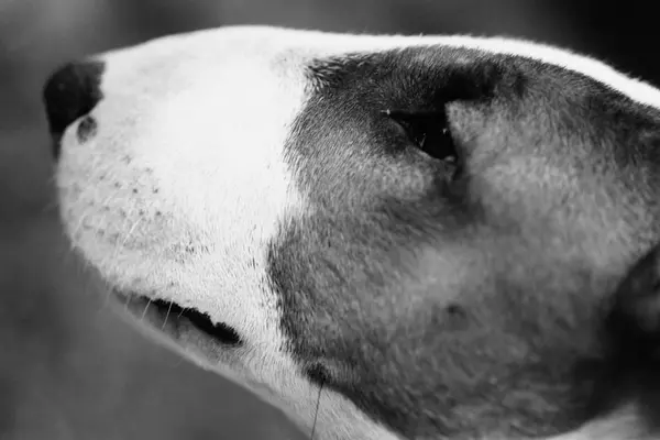 Vista Laterale Della Testa Del Bull Terrier — Foto Stock