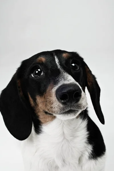 Close Shot Dachshund Dog Head — Stock Photo, Image