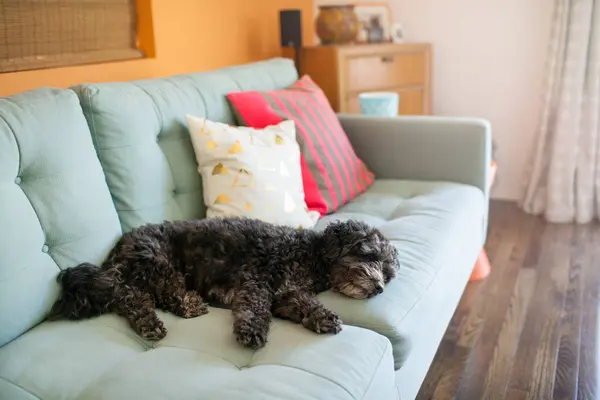 Perro durmiendo en sofá — Foto de Stock