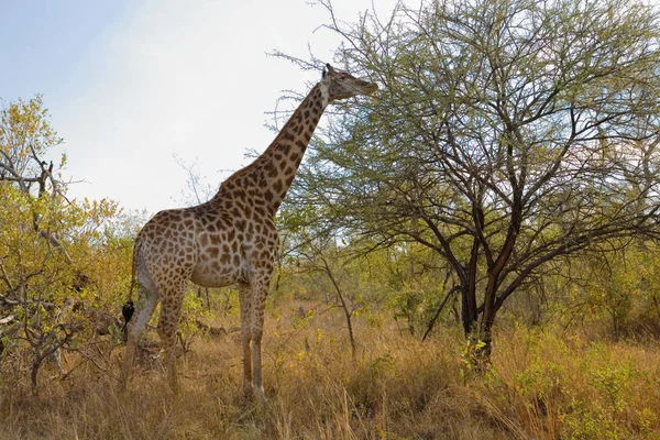 Vista Laterale Bella Giraffa Pascolo Natura Parco Nazionale Kruger Mpumalanga — Foto Stock