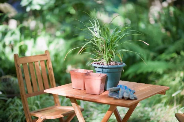Potted Plant Pots Gloves Table Backyard — Stock Photo, Image