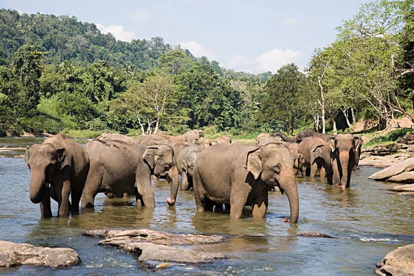 Herd Elephants Watering Hole Green Trees Blue Sky — Stock Photo, Image