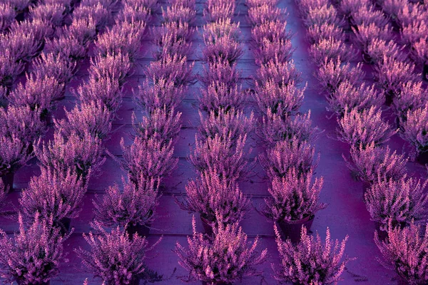 Vista Plantas Heather Crescendo Fileiras — Fotografia de Stock