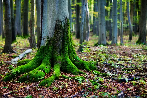 Zelený Mech Kořeny Stromů Lese — Stock fotografie