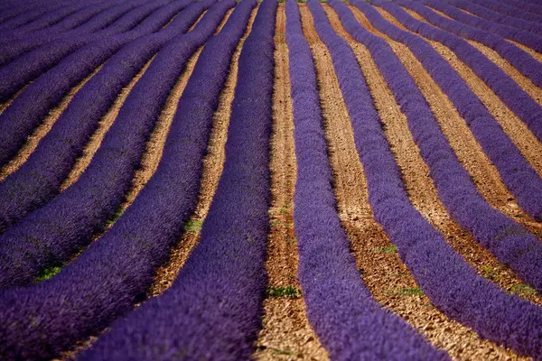 Linhas de flores roxas — Fotografia de Stock