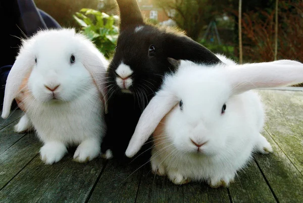 Conejos sentados en cubierta de madera — Foto de Stock