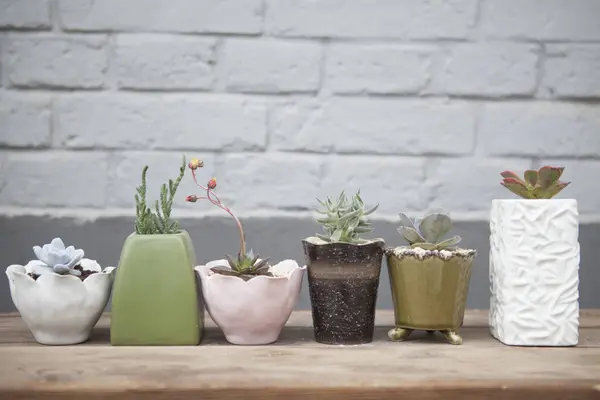 Six Plantes Succulentes Pots Sur Table — Photo