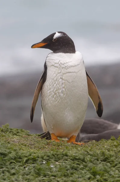 Pingouin de Gentoo à la côte de l'île Macquarie — Photo