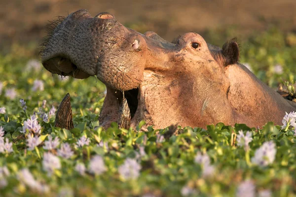 Hipopótamo Hipopótamo Hippopotamus Amphibius Una Charca Llenada Flores Jacinto Río —  Fotos de Stock