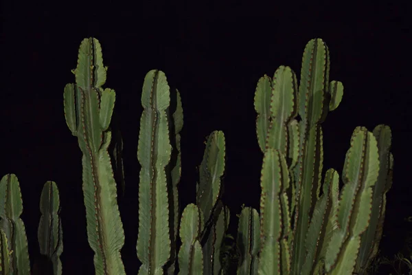 Groene Cactussen Plant Tegen Zwarte Achtergrond — Stockfoto