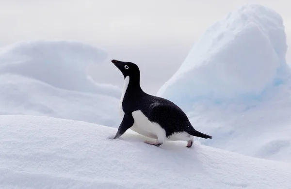 Adelie Pingvin Isflak Södra Oceanen Östra Antarktis Antarktis — Stockfoto