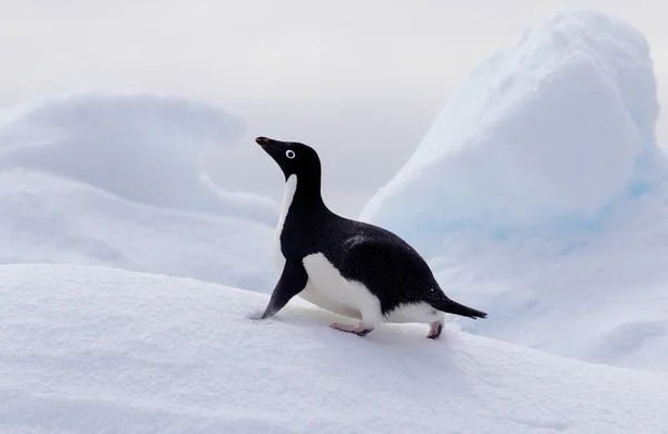 Adéliepinguïn Pakijs Zuidelijke Oceaan Oost Antarctica Antarctica — Stockfoto