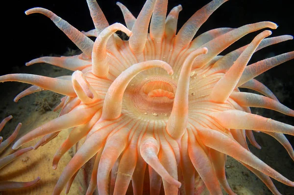 Detailní Záběr Záběr Sea Anemone Pod Vodou — Stock fotografie