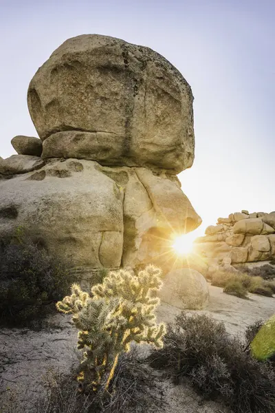 Валун Кактус Чолла Закате Национальном Парке Джошуа Три Сумерках Калифорния — стоковое фото