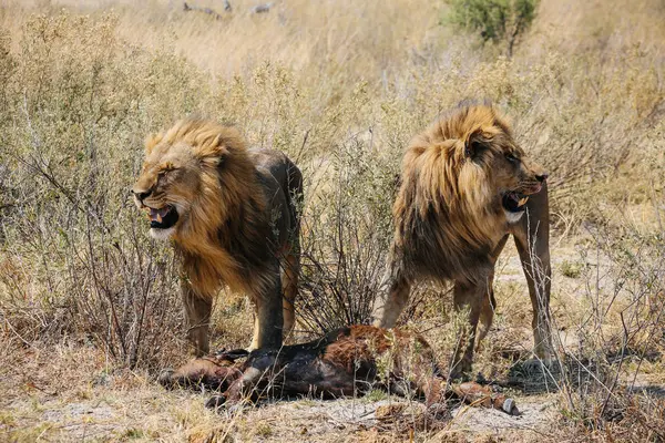 Lions Met Buffalo Kalf Veld Okavango Delta Botswana — Stockfoto