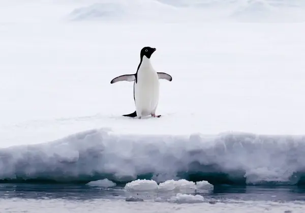 Adelie Penguin Ice Floe Southern Ocean 180 Miles North East — Stock Photo, Image